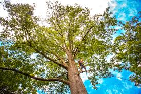 How Our Tree Care Process Works  in  Lawrenceburg, TN