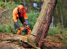 Best Arborist Consultation Services  in Lawrenceburg, TN