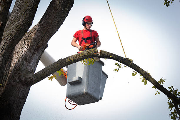 Best Tree Removal  in Lawrenceburg, TN